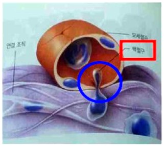 한국피부순환산업진흥원