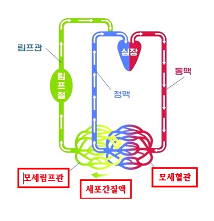 한국피부순환산업진흥원